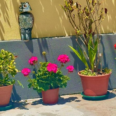 Terra Cha Cottage,Feel Home, Sao Vicente  Exterior photo